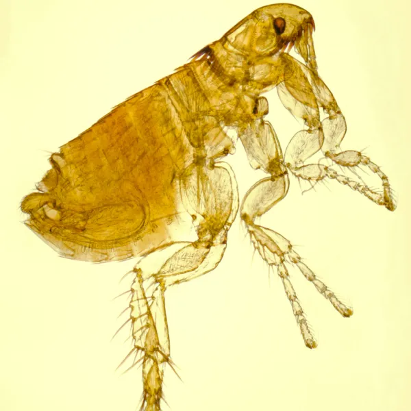 a close-up of a cat flea