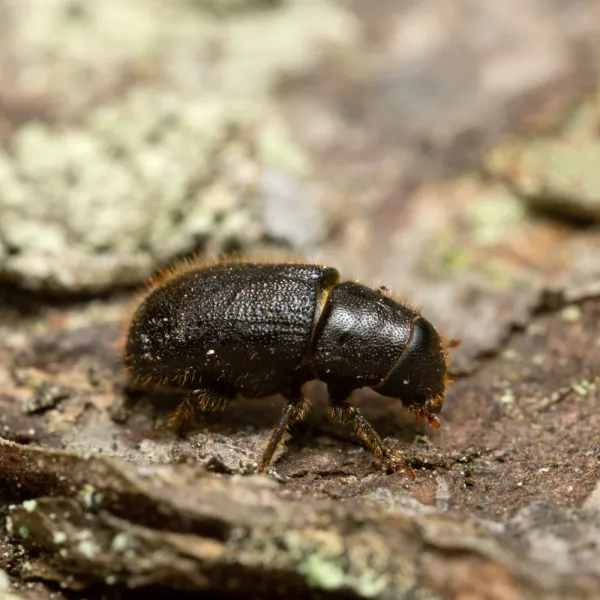 a bark beetle on a rock