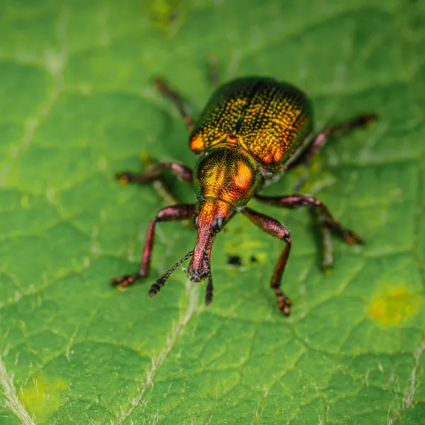 a close up of a Cowpea Weevil
