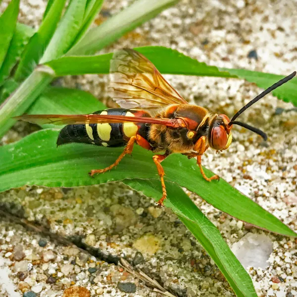 a Eastern Cicada Killer Wasp (Sphecius speciosus) on a leaf