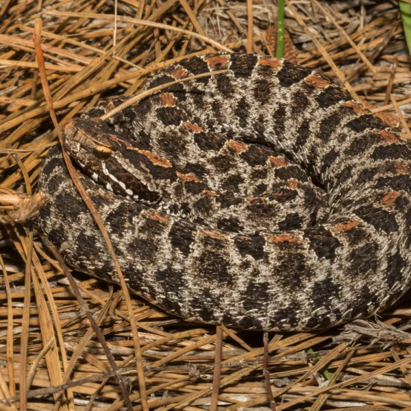 a close up of a Pygmy Rattlesnake