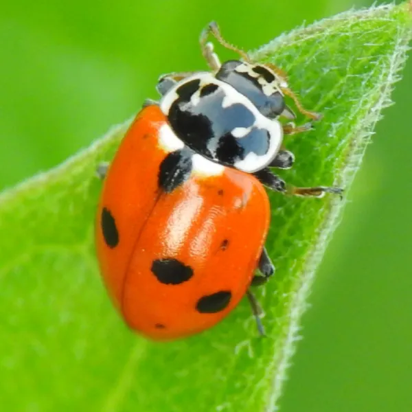 Harmonia Axyridis Beetle; Lady Bug