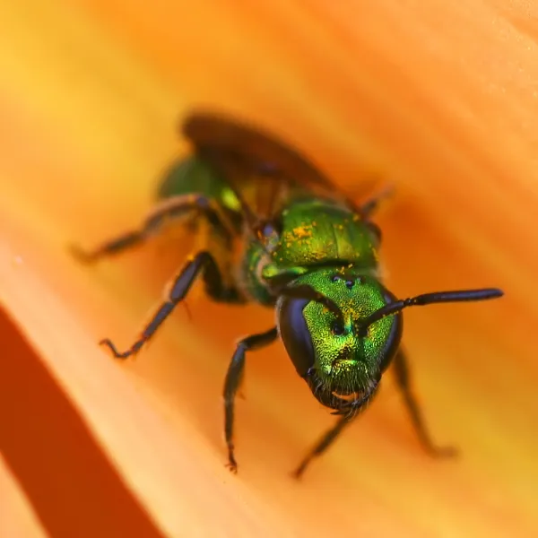 a close up of a sweat bee