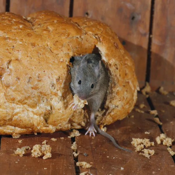 a mouse in a loaf of bread