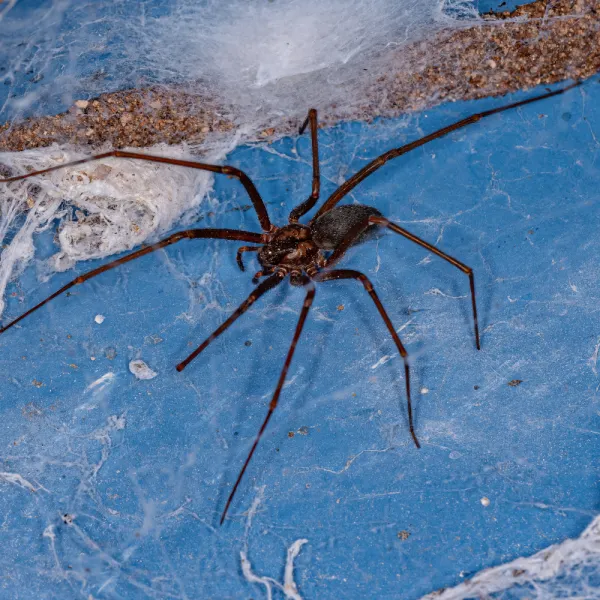a large Brown Recluse Spider (Loxosceles reclusa) on a blue surface