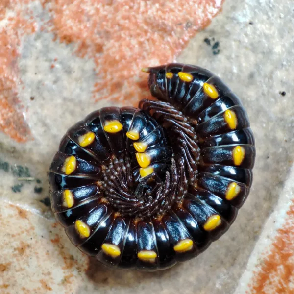 a Yellow-spotted Millipede (Harpaphe haydeniana)