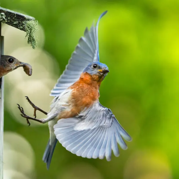 Eastern Bluebird flying with a bird in the air