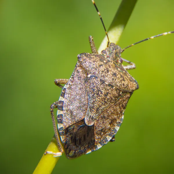 a close up of a Twice-Stabbed Stink Bug (Cosmopepla lintneriana)