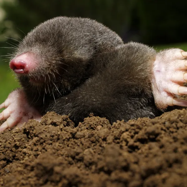 a Eastern Mole (Scalopus Aquaticus) with its mouth open