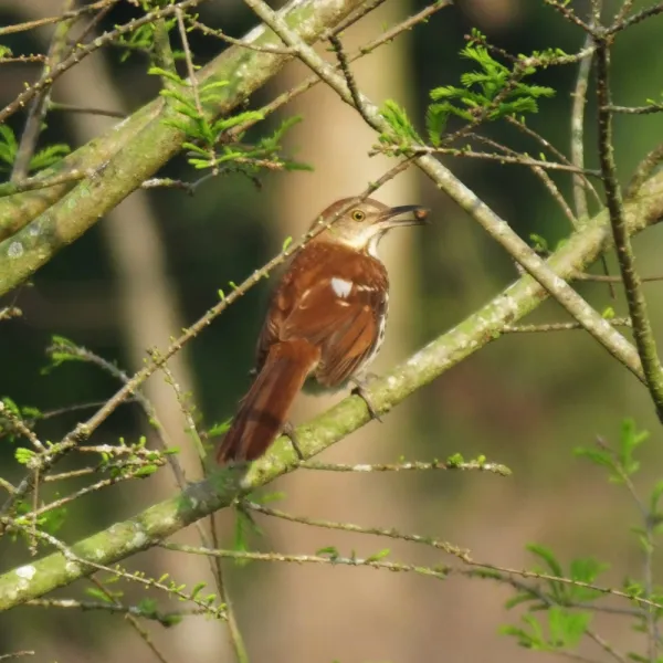 a  Brown Thrasher (Toxostoma rufum) perched on a branch