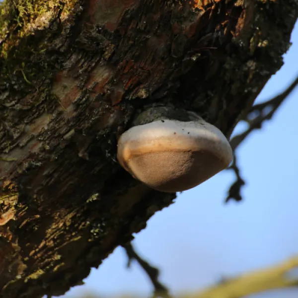 a close up of White Rot Fungi (Phellinus spp.)