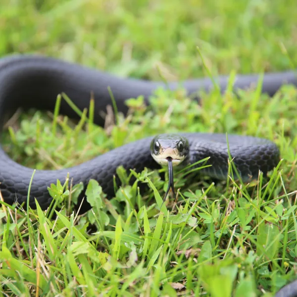 a Black Racer in the grass