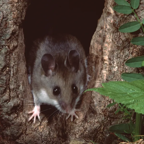 a Cotton Mouse (Peromyscus gossypinus) in a hole