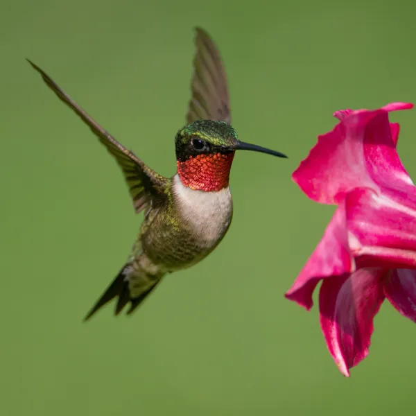 a Ruby-throated Hummingbird (Archilochus colubris) flying near a pink flower