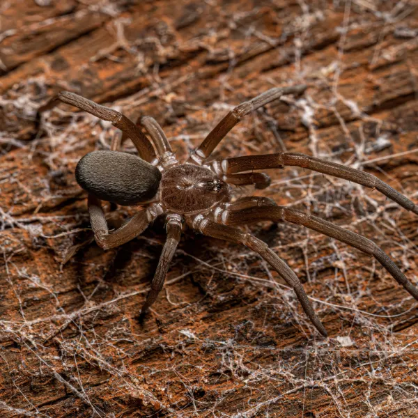 a Southern House Spider (Kukulcania hibernalis) on the ground