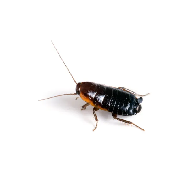 a close up of a Oriental Cockroach (Blatta orientalis)