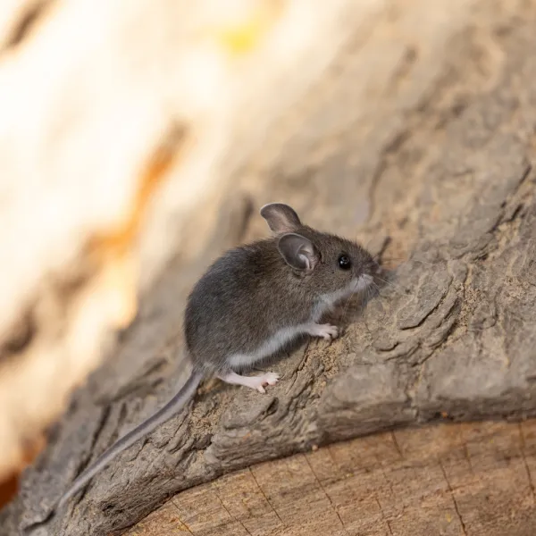 a Deer Mouse (Peromyscus maniculatus) on a branch