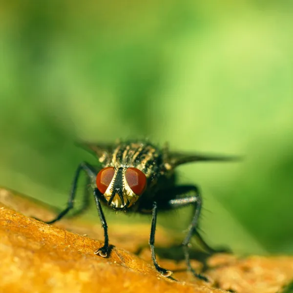 a close up of a House Flies (Musca domestica)