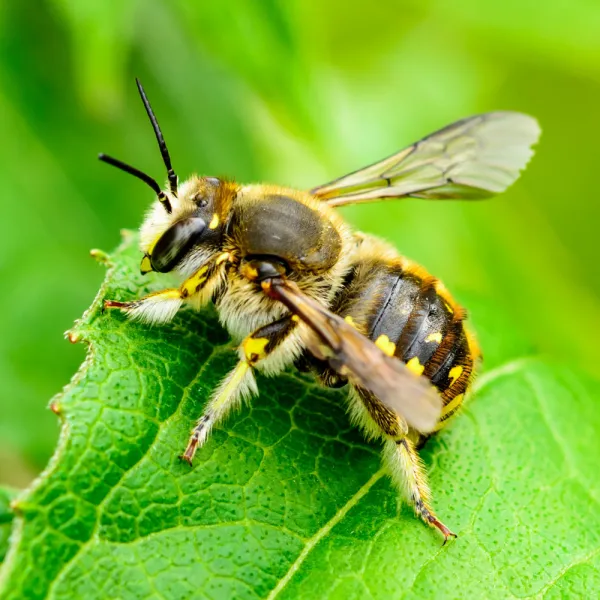 a leafcutter bee on a leaf