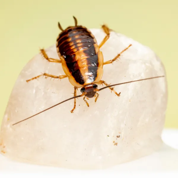a close up of a German Cockroach (Blattella germanica)