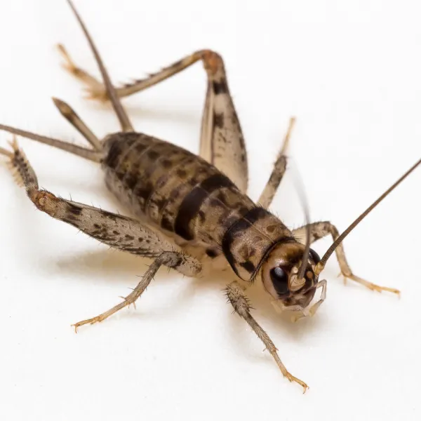a close up of a House Cricket (Acheta domesticus)