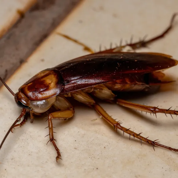 a American Cockroach (Periplaneta americana) on a white surface