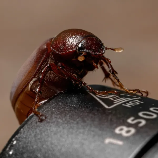 a close up of a June Beetles