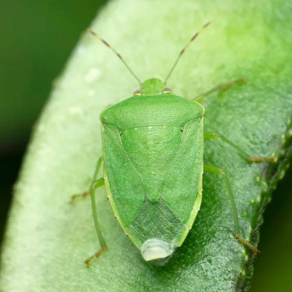 a Green Stink Bug (Chinavia hilaris) on a leaf