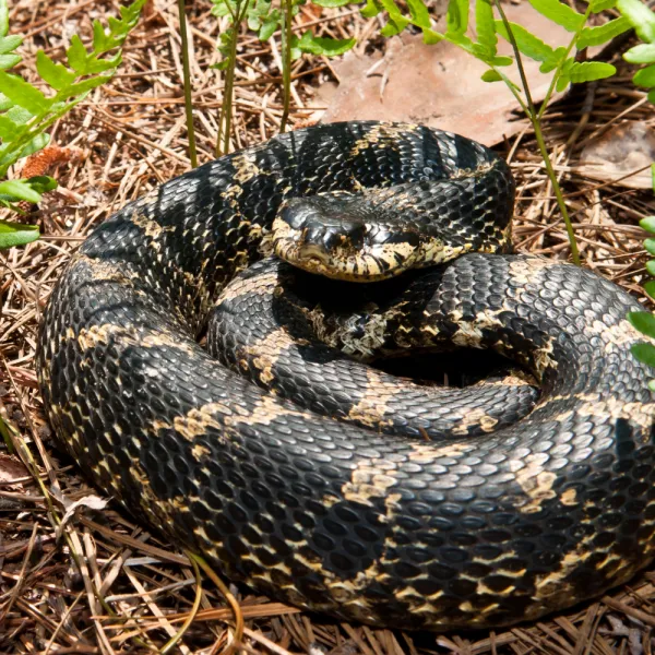 a Southern Hognose Snake on the ground