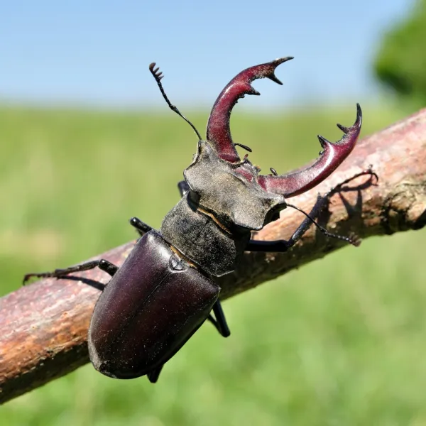 a stag beetle on a branch