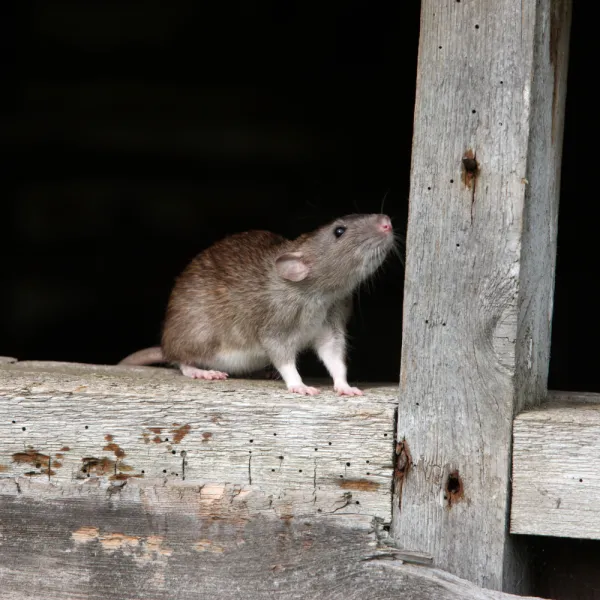 a Roof Rat (Rattus rattus) standing on a wood surface