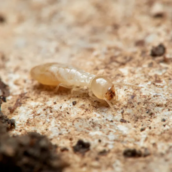 Virginia Termite