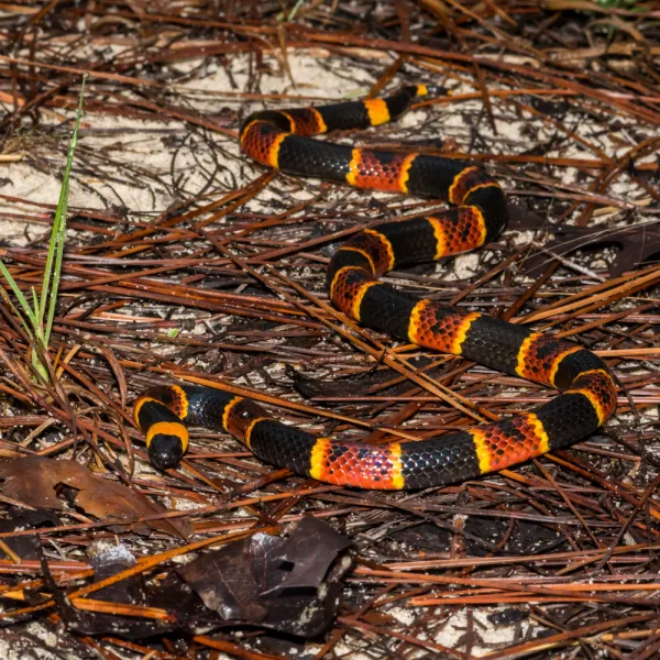 a colorful Eastern Coral Snake
