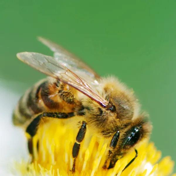a honey bee on a flower