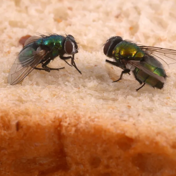 a close up of a Stable Flies (Stomoxys calcitrans)