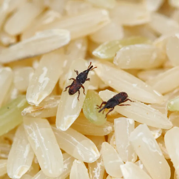 a Rice Weevil on rice