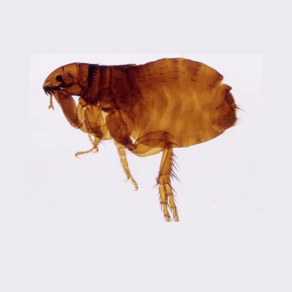 a close up of a Dog Flea (Ctenocephalides canis)