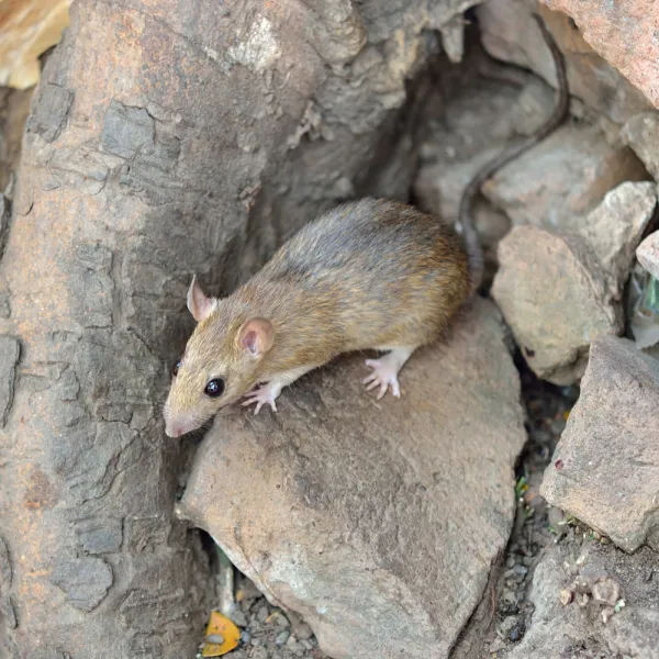a Norway Rat (Rattus norvegicus) on a rock