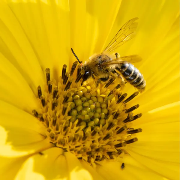 a specialized bee on a yellow flower