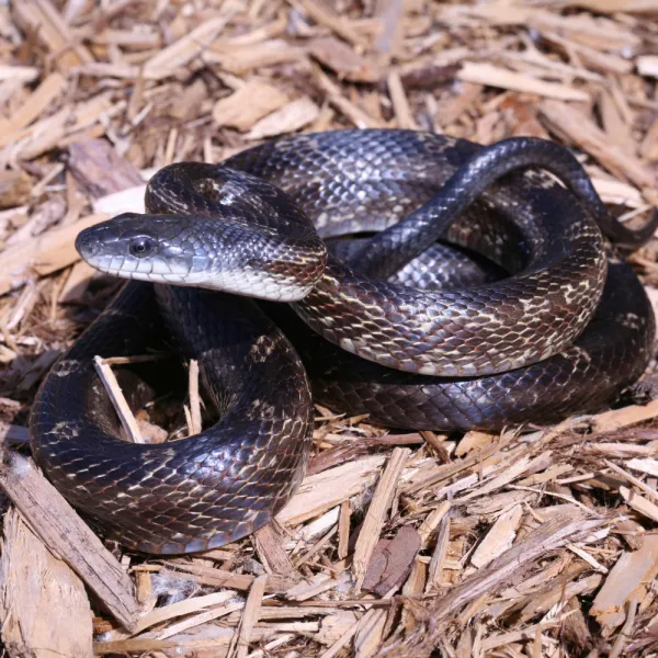 a Eastern Rat Snake on the ground