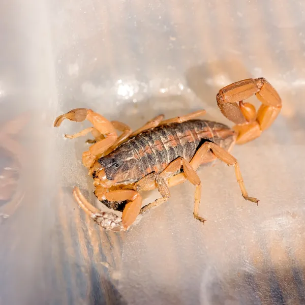 a close-up of a Striped Bark Scorpion (Centruroides vittatus)