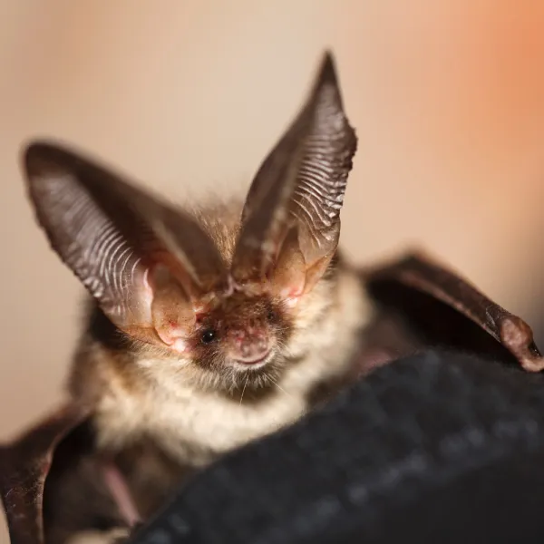 a bat with large wings