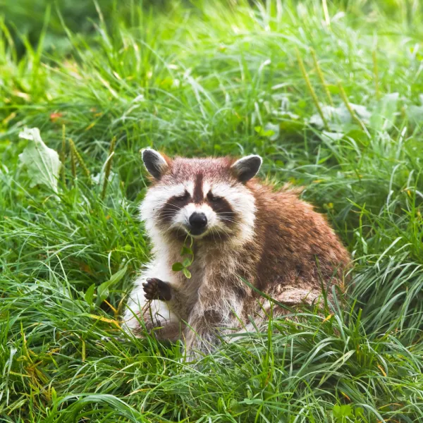 a raccoon lying in the grass