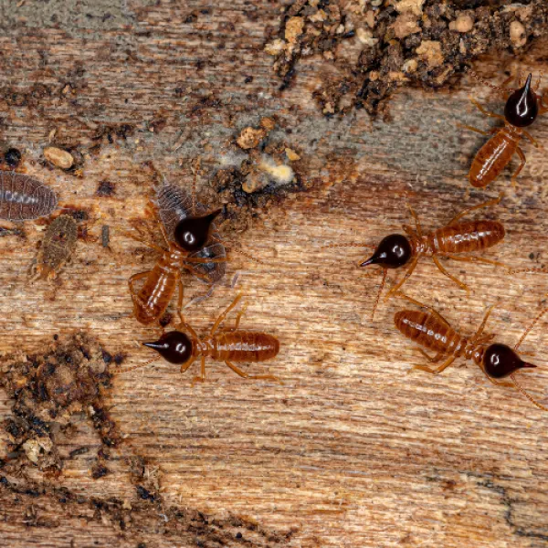 a group of Nasutitermes Corniger on a wood surface