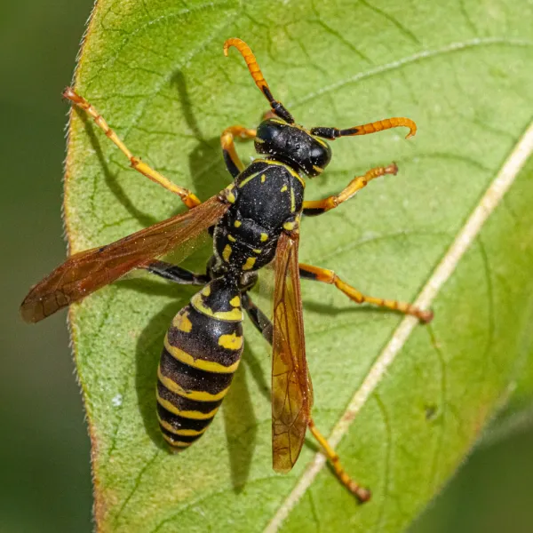 a close up of a European Paper Wasp (Polistes dominula)