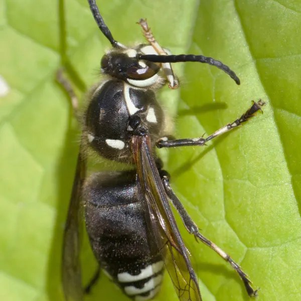 a close up of a Bald-faced Hornet