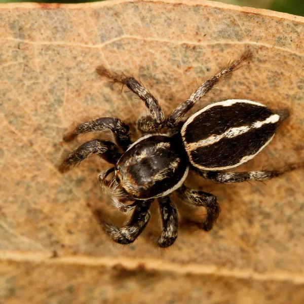 a black and white Jumping Spider (Salticidae family)