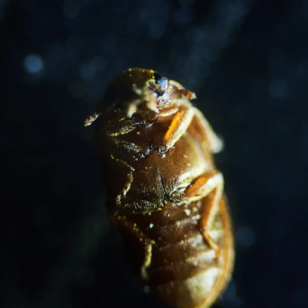 a close up of Cimex lectularius (Common Bed Bug)