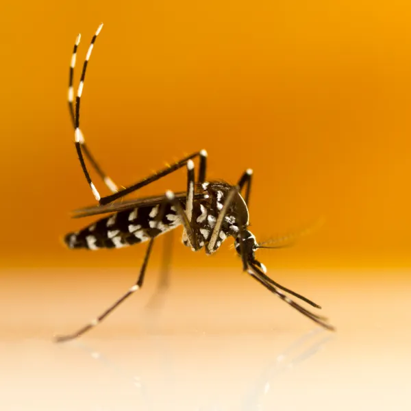 a close up of Aedes albopictus