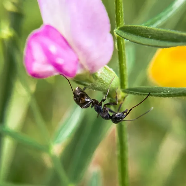 a sugar ant on a flower